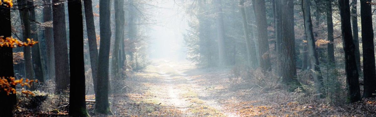 Topbanner herfstbos 944x390
